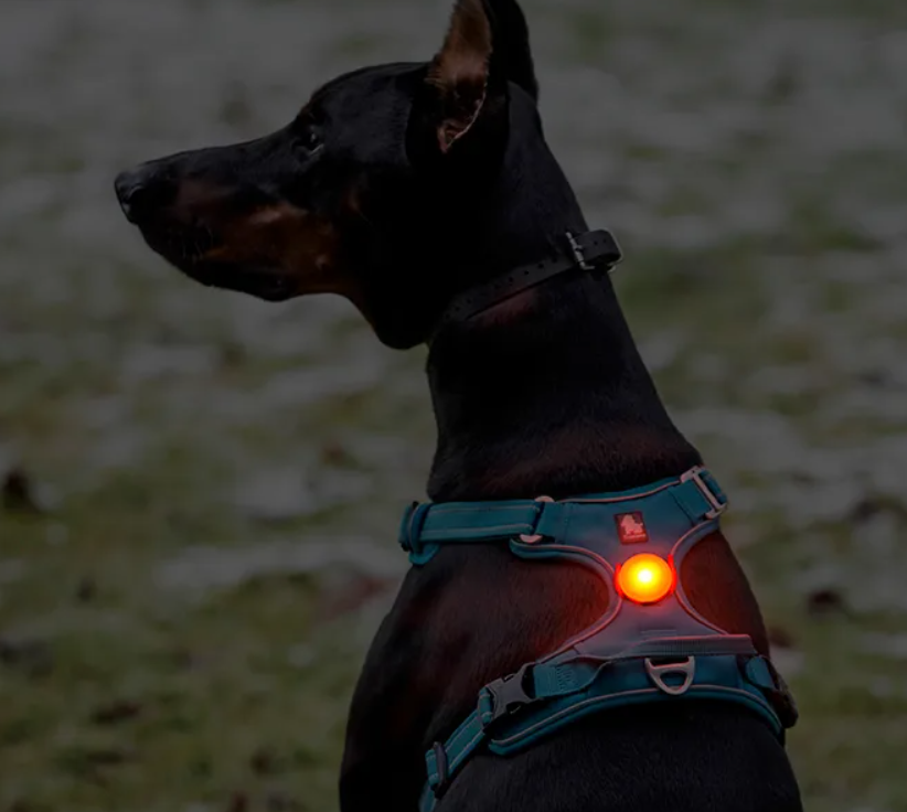 Lumière LED rechargeable USB pour chien, 3 modes