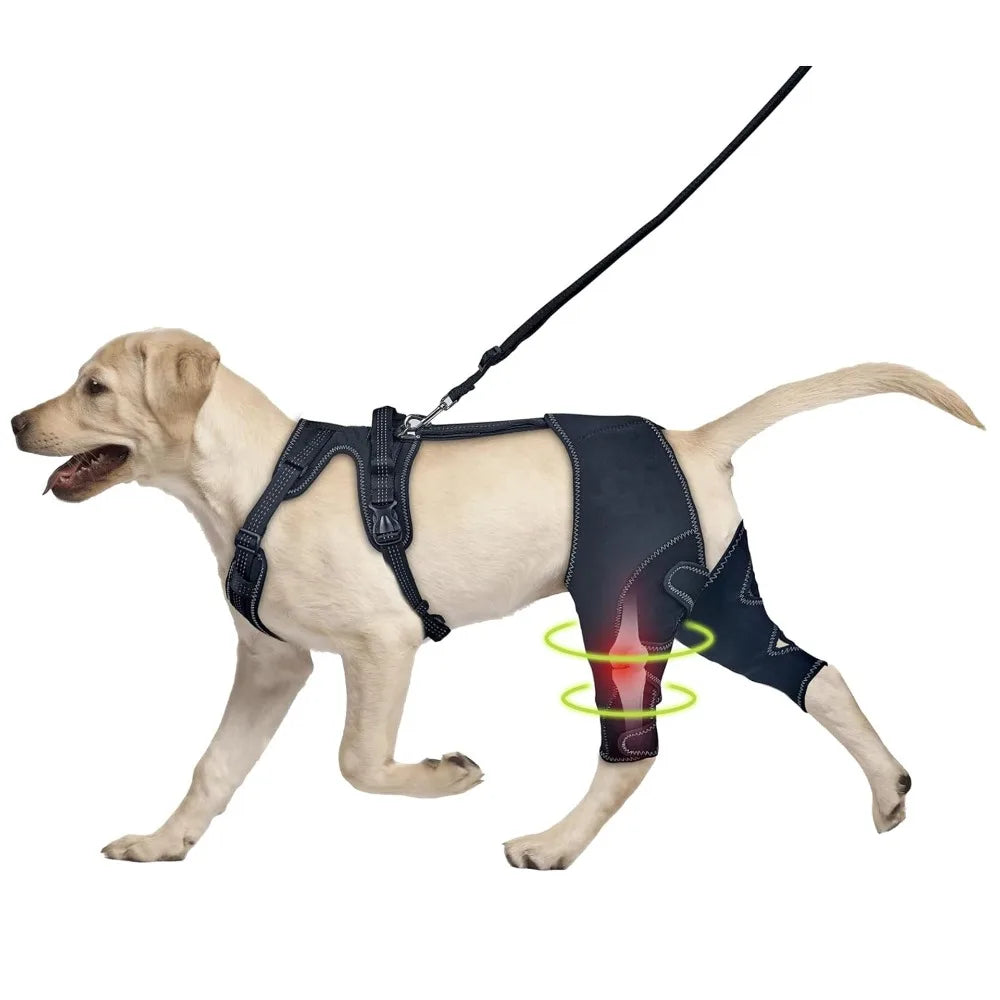 Genouière Orthopédique pour Chien – Soutien Articulaire Patte Arrière + Laisse 150 cm