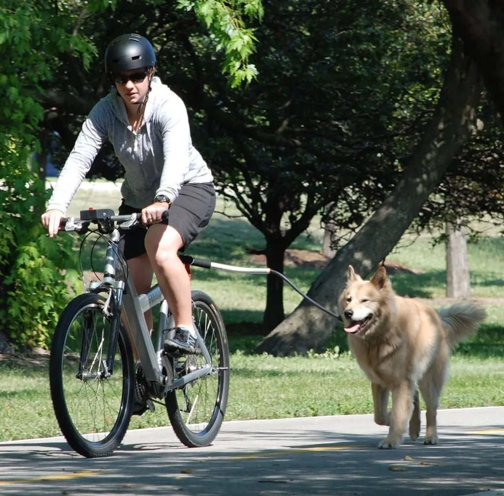 Laisse vélo pour chien
