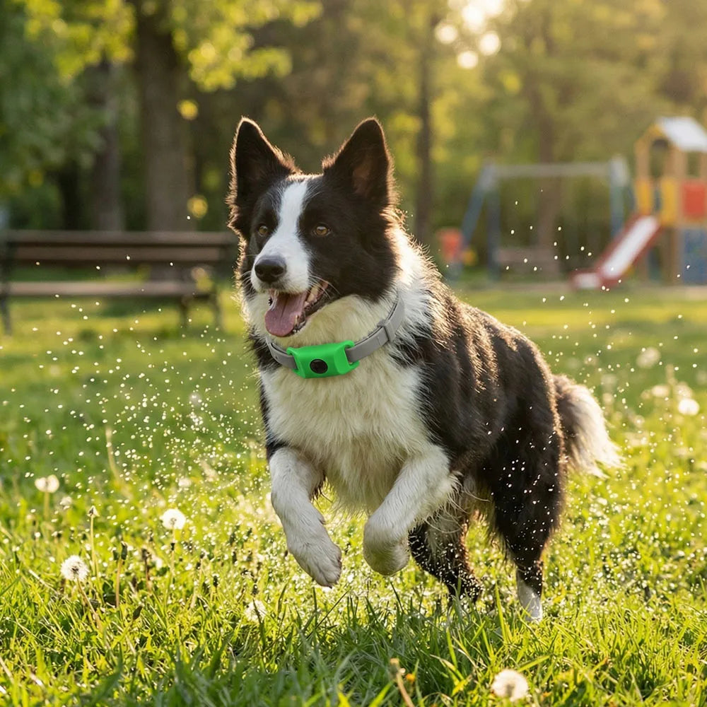 Collier Anti-Moustiques pour Chien – Pendentif + 3 Huiles Essentielles, Imperméable