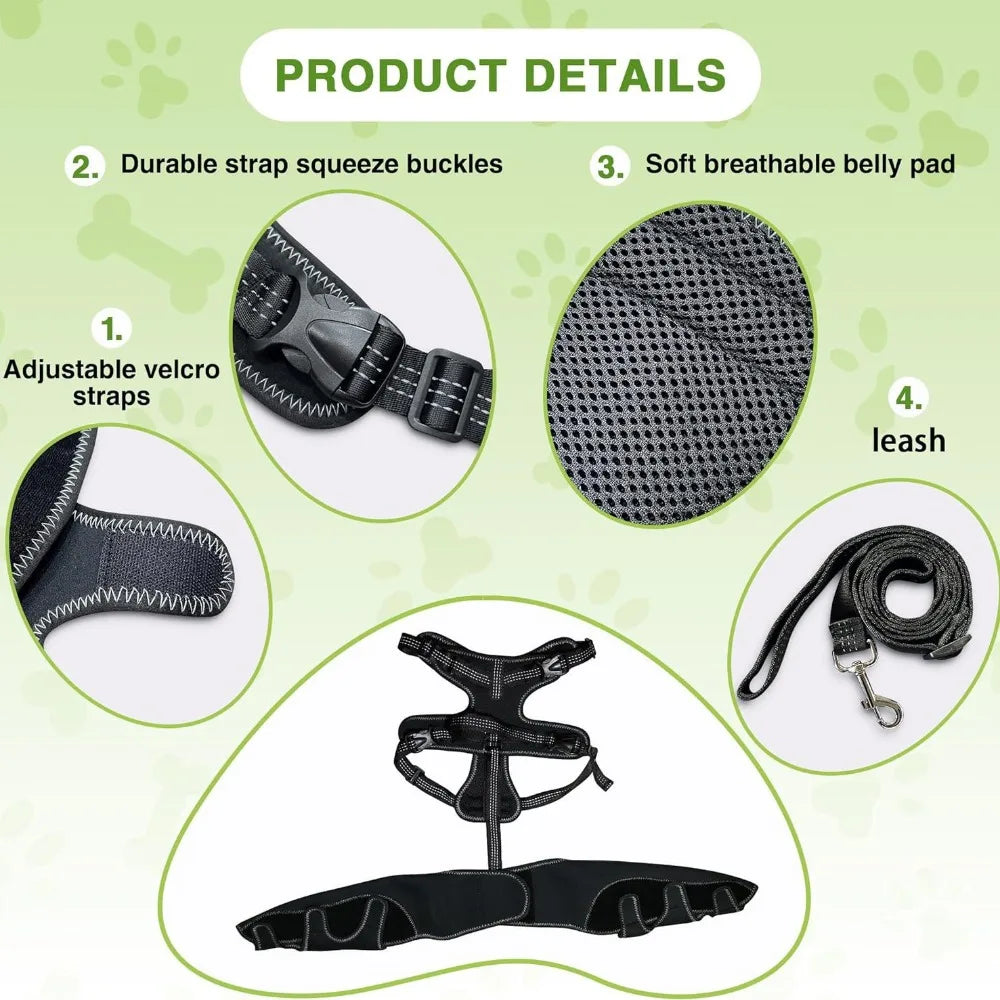 Genouière Orthopédique pour Chien – Soutien Articulaire Patte Arrière + Laisse 150 cm