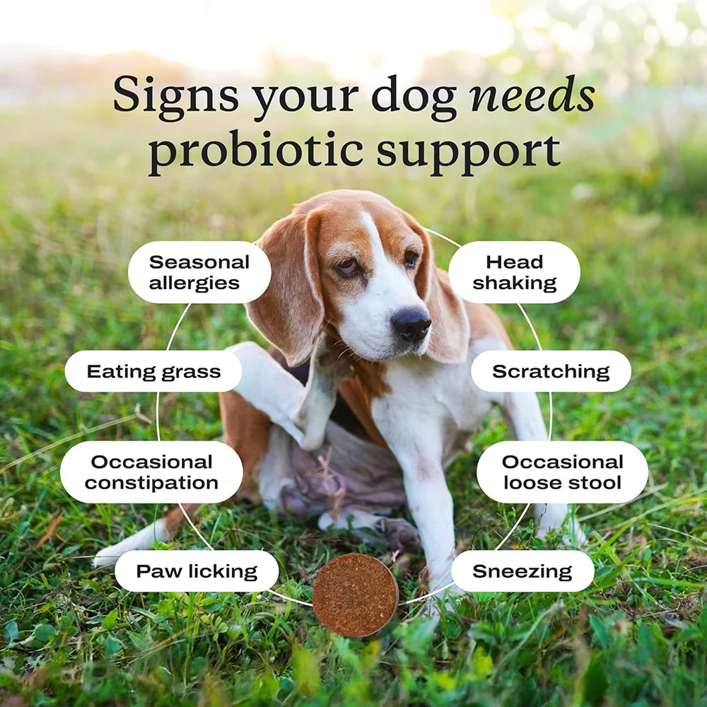 Probiotiques à mâcher pour chiens | Saveur bœuf