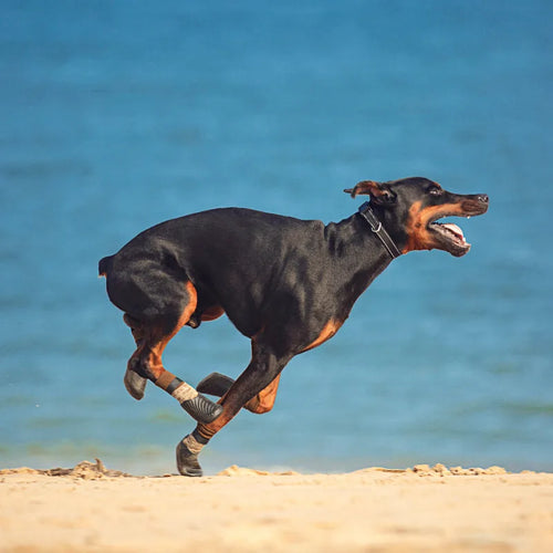 Chaussettes Antidérapantes pour Chien