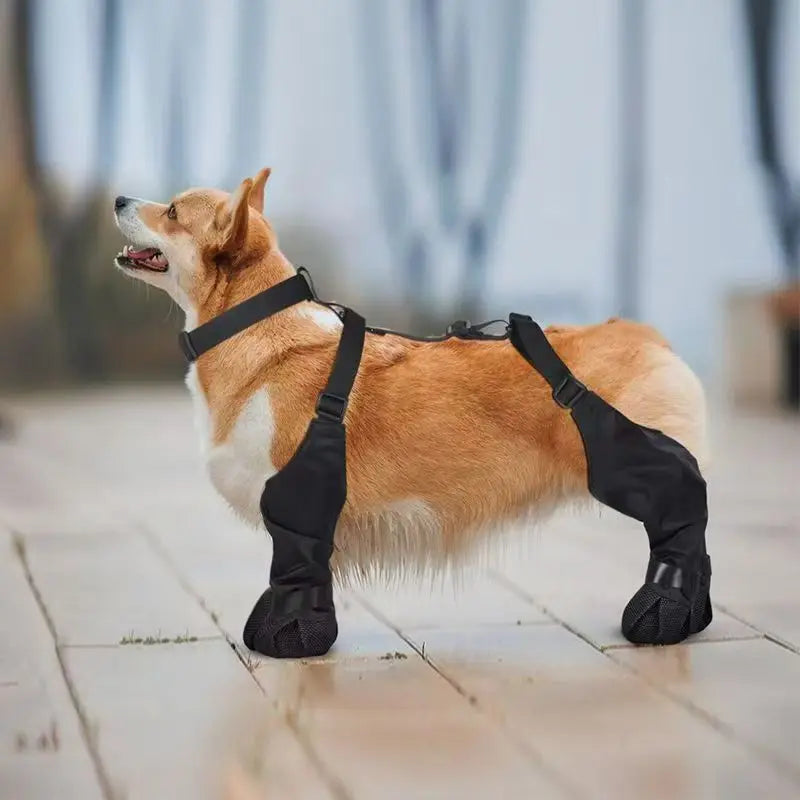Bottes antidérapantes pour chien, protège-pattes