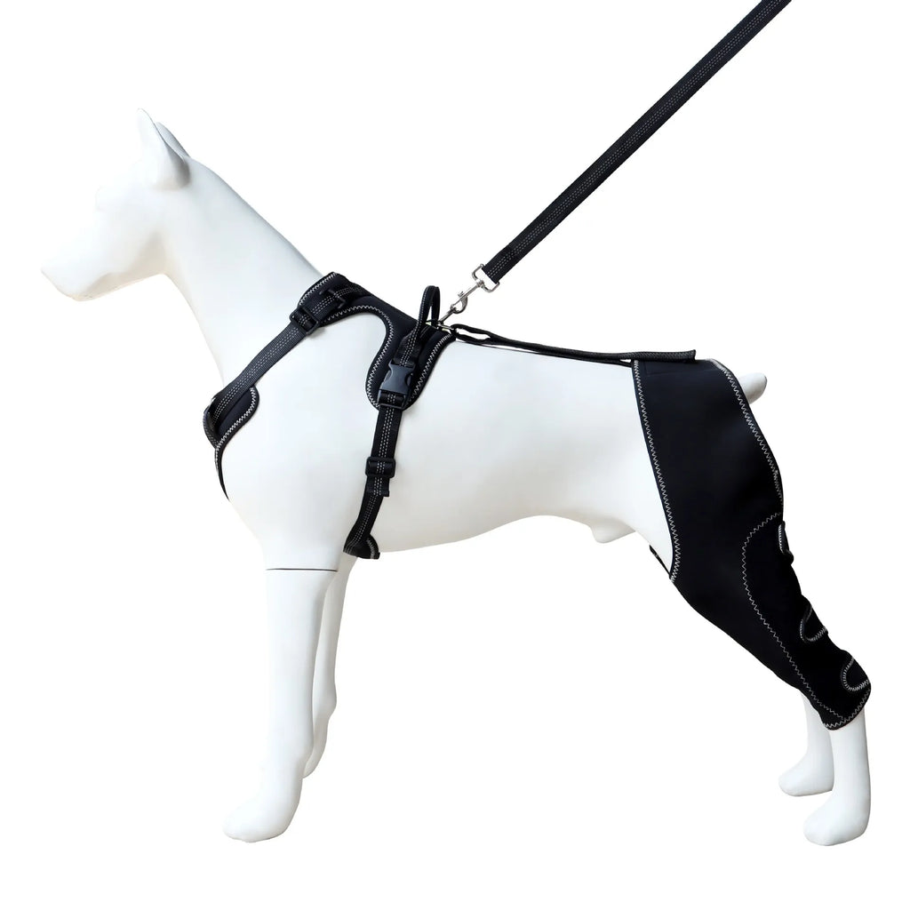 Genouière Orthopédique pour Chien – Soutien Articulaire Patte Arrière + Laisse 150 cm
