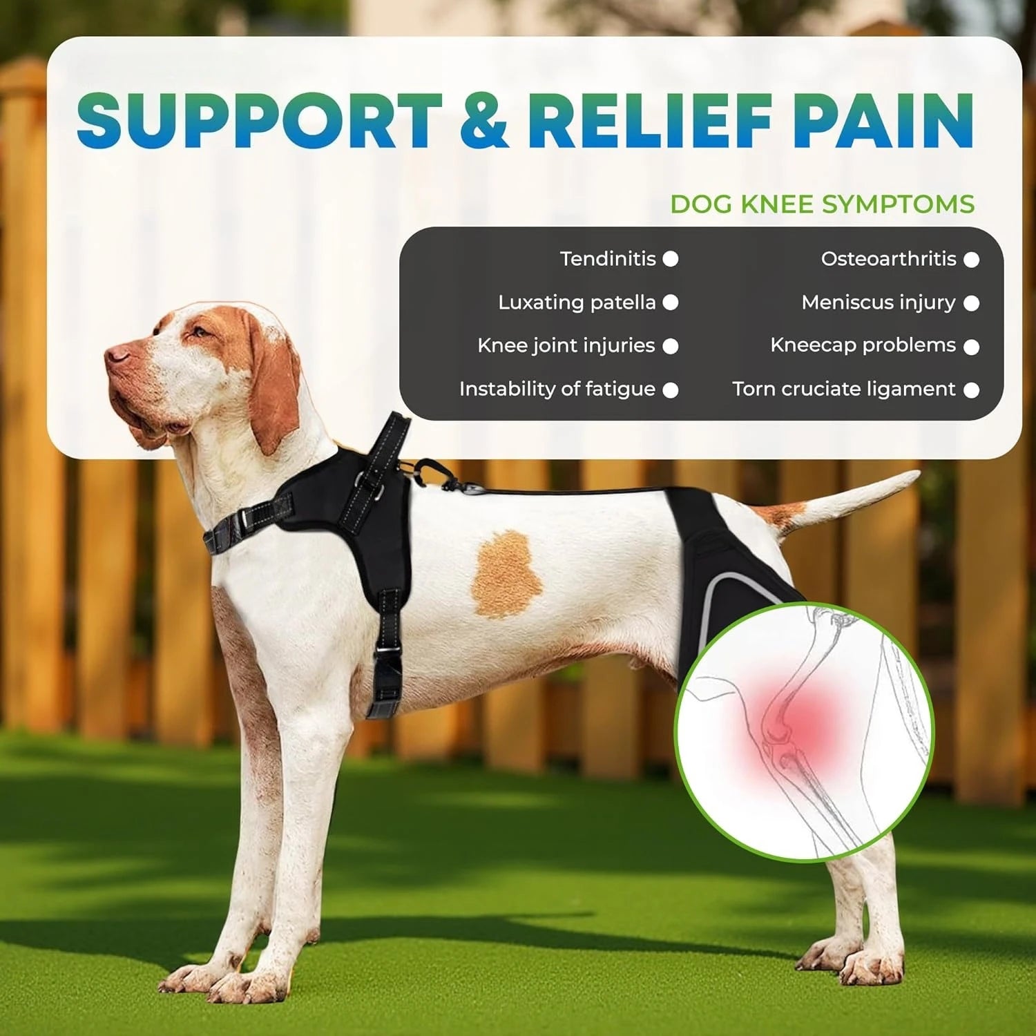 Genouière Orthopédique pour Chien – Soutien Articulaire Patte Arrière + Laisse 150 cm