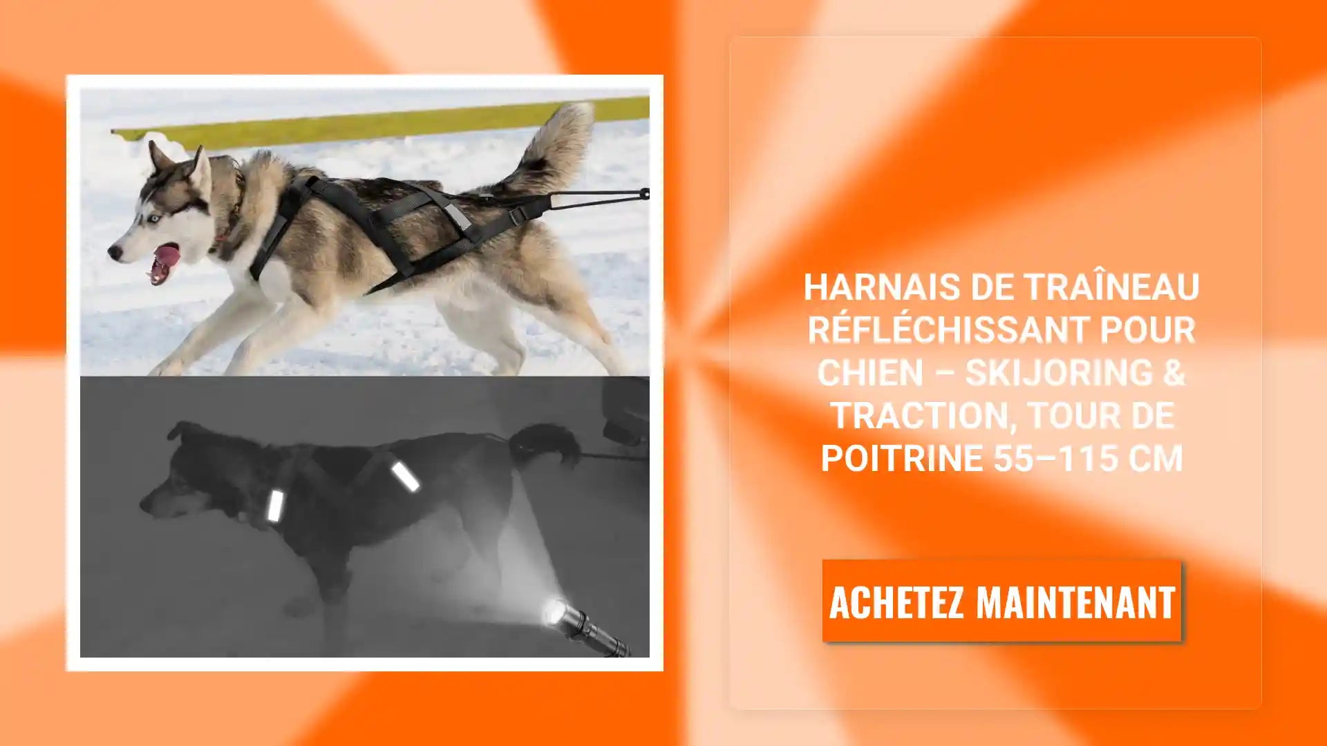 Harnais de Tra&icirc;neau R&eacute;fl&eacute;chissant pour Chien &ndash; Skijoring &amp; Traction, Tour de Poitrine 55&ndash;115 cm by@Outfy