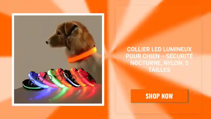 Collier LED Lumineux pour Chien &ndash; S&eacute;curit&eacute; Nocturne, Nylon, 5 Tailles by@Outfy